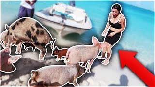 SWIMMING WITH PIGS IN THE BAHAMAS 🐷