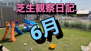 芝生　芝生観察日記　6月の様子　目土　草取り