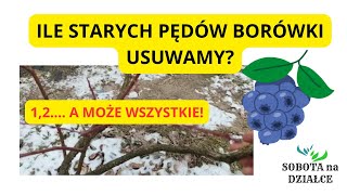 ILE STARYCH PĘDÓW BORÓWKI USUWAMY PRZY CIĘCIU ?