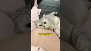 当小猫咪第一次感受到胎动 太神奇了吧！猫咪的迷惑行为 铲屎官的乐趣