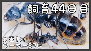 172【蟻の観察】繭の中もよく見ると動いてます。【2代目・飼育44日目】