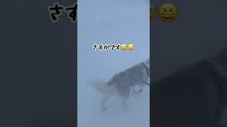 猛吹雪のなかでもへっちゃらですw   ハスキー犬姉妹。#shorts