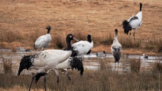 Live: Visiting wintering habitat for black-necked cranes in SW China