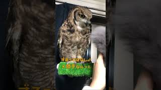 ふくろうじゃらし owl teaser #shorts #アフリカワシミミズク #フクロウ #owl #bubo #ふくろう #ペット