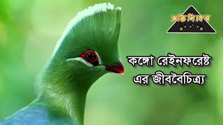 congo rainforest | কঙ্গো বন | কঙ্গো রেইন ফরেস্ট এর জীববৈচিত্র্য | রহস্যময় স্থান । Ovinebesh