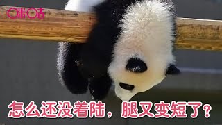 一头熊猫挂在半空：怎么还没着陆，腿又变短了？请忍住千万别笑A panda hangs in mid air.