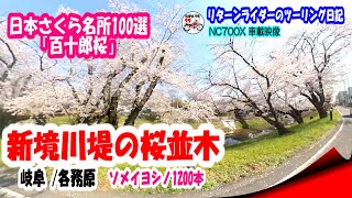 NC700X 車載映像　岐阜 /各務原　新境川堤の桜並木【リターンライダーのツーリング日記】