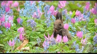 【北海道の絶景】　カタクリ群落の名所 北海道浦臼神社境内 Uraush Shrine 　Kinausunai, Urausu Town, Hokkaido, Japan