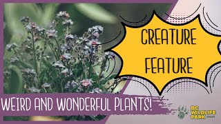 Weird and Wonderful Plants (Creature Feature Series)