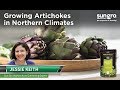 Growing Artichokes in Colder Climates