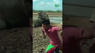 Elephant Stuck in The Mud #Shorts