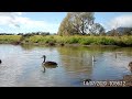 cormorant chasing ducks