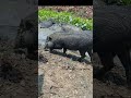 The Amazing Role of Pigs, Why Pigs Matter, wild pig  #piglet#shorts