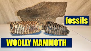 woolly MAMMOTH tusk/ ivory, teeth, jaw, bones ICE AGE FOSSILS