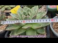 키핑장 이웃님 010 8651 7878 창모듬셋 거한아가들 득템기회 korean succulent plants