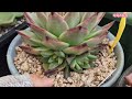 키핑장 이웃님 010 8651 7878 창모듬셋 거한아가들 득템기회 korean succulent plants