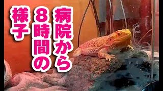 【見守り】フトアゴヒゲトカゲ☆おちょこさんの療養観察 BeardedDragon