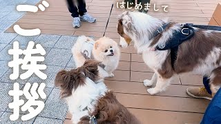 大きい犬達とショッピングモールに行ったらモテモテになりました😊【ボーダーコリー・オーストラリアンシェパード】