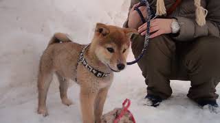 2018年2月25日 山形市内GLAMPiCの看板犬見習い？だいきちと遊ぶ