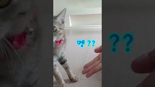 고양이에게 마술을 보여줬을때 반응../ I showed a magic trick to the cat.