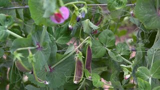 PEAS: From the Field