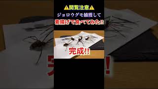 女郎蜘蛛（ジョロウグモ）を捕獲して素揚げで食べてみた‼︎ショート