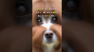 犬の毛がやばい