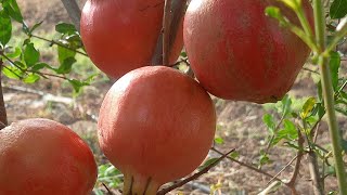 first time fruit bag using my pomegranate Garden/ದಾಳಿಂಬೆ