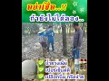 จบปัญหา น้ำยางไม่ออก หรือออกน้อย ใช้มาเยอะแต่ก็ไม่เห็นผล...