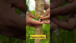 papaya grafting/ బొప్పాయి అంటుకట్టుట/पपीता ग्राफ्टिंग/прививка папайи/ಪಪ್ಪಾಯಿ ಕಸಿ/greffe de papaye