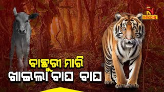 Tiger Killed Calf In Odisha’s Nuapada, People In Constant Fear | NandighoshaTV