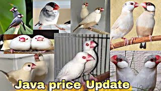 Java Sparrows in the Market: full || Information 😍