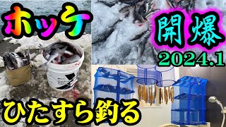 【釣り】ホッケ開爆・ひたすら釣る・北海道：2024年1月