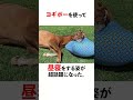 可愛すぎる競走馬7選