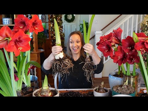 Are lilies and amaryllis related?