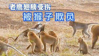 老鹰翅膀受伤落入猴群被猴子们欺负真是鹰落猴群被猴欺