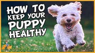 Essential Puppy Care: How to Keep a Puppy Healthy in 9 Simple Steps - Dog Health Vet Advice