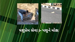 પશુપ્રેમ સેવા :- રાજકોટ ત્રંબા હાઇવે પર પશુ ના દેહ ને મોક્ષ 🙏