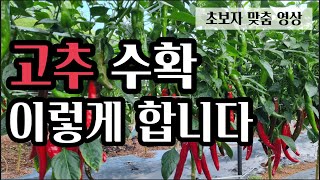 (1부) 고추는 언제 수확하면 좋을까?\u0026고추밭 관리법(#고추수확,#고추후숙,#홍고추수확,#고추수확기)