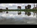 Baby elephant, Khanyisa with allomothers, Bubi & Klaserie beside the dam