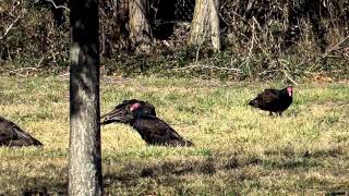 Turkey Vulture - Cathartes Aura...Columbus NJ 08022