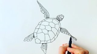 How to draw a turtle
