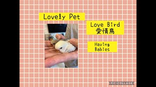 #愛情鳥 #LoveBird #Having Babies