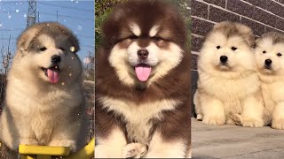 (Tiktok Trung Quốc) Tổng hợp Chú cho Alaska mập đáng yêu - Funny and Cute Alaska Compilation Douyin.