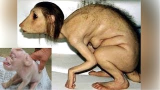 Most shocking Real mutation in animals