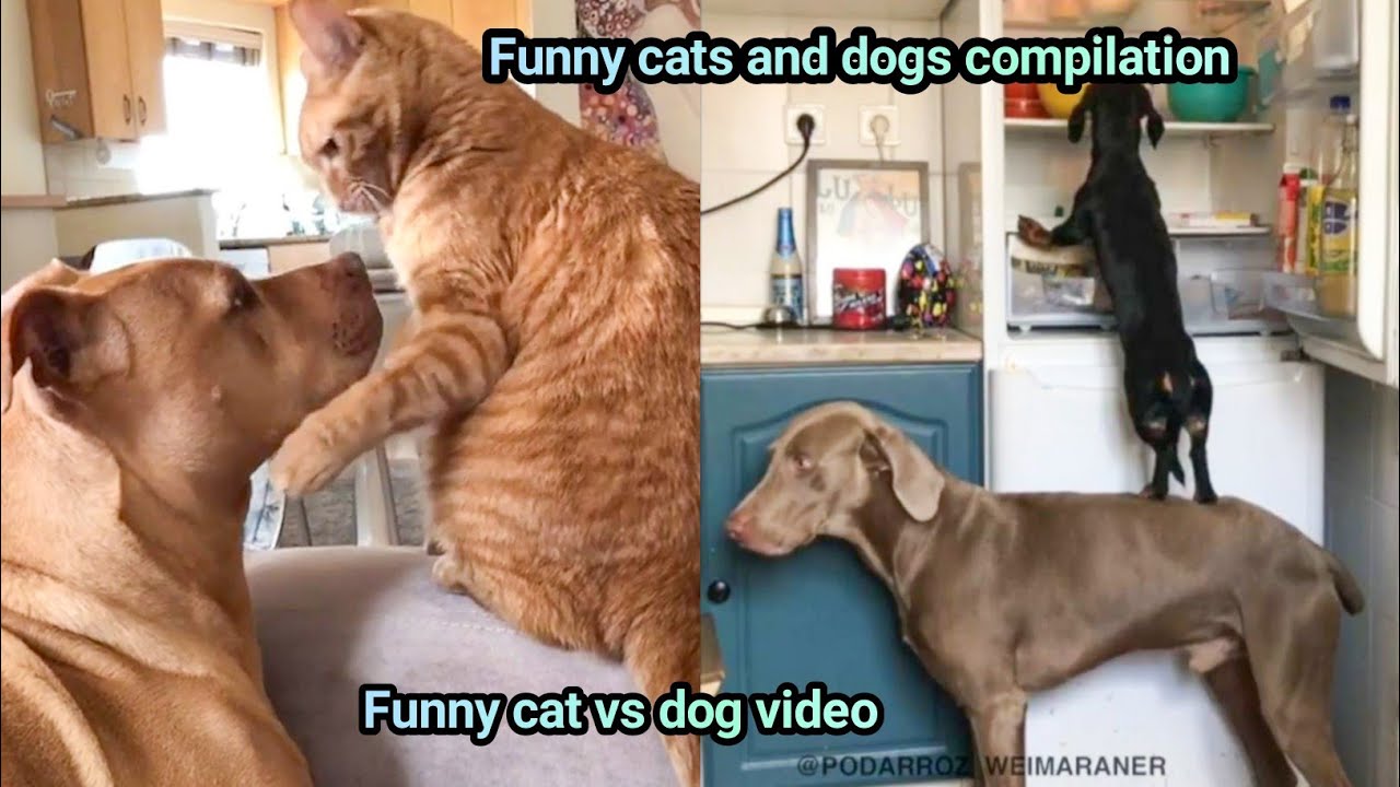 Funny Cats And Dogs Compilation Funny Cat Vs Dog Video Youtube