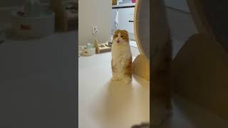 A cute cat video that See at least 3 times😛