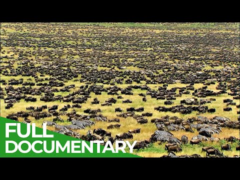Do zebras live in Somalia?