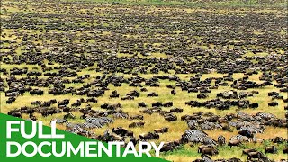 Great Migration | Wild Ones | Episode 11 | Free Documentary Nature