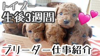 【子犬Vlog】トイプードル 生後3週間の成長とブリーダーのルーティンを紹介♪